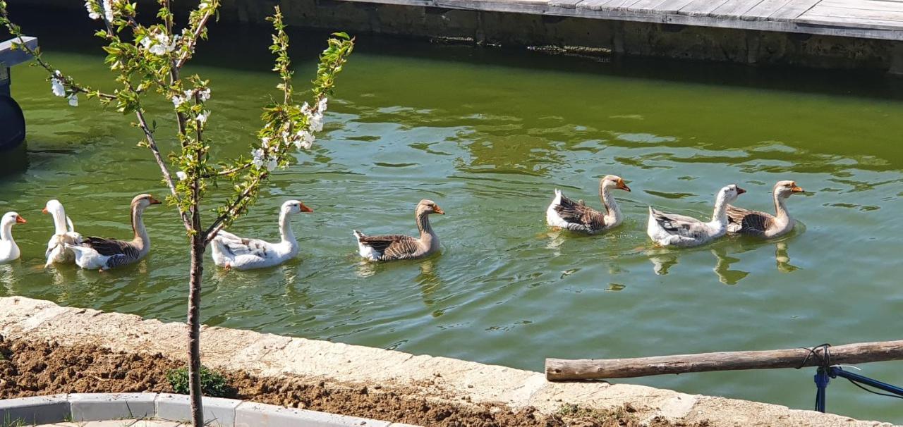 Apartmani Bojeresku Negotin Zewnętrze zdjęcie